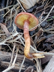 Gymnopilus thiersii