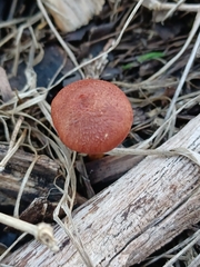 Gymnopilus thiersii