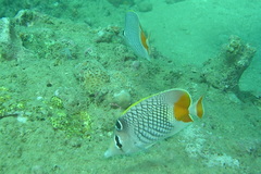 Chaetodon xanthurus