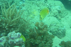 Chaetodon punctatofasciatus