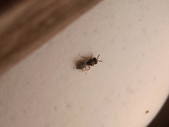 Pteromalus
