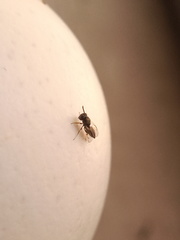 Pteromalus
