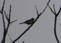 Baeolophus bicolor × atricristatus