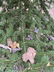 Picea polita