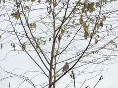 Dryobates callonotus