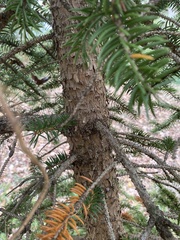 Picea polita