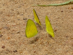 Eurema brigitta brigitta