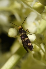Micropterix aureatella