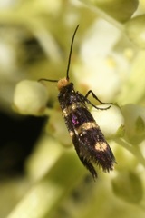 Micropterix aureatella