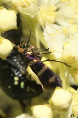Micropterix aureatella