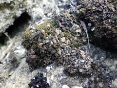 Placidium squamulosum