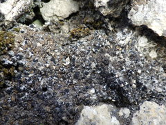 Placidium squamulosum