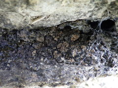 Placidium squamulosum