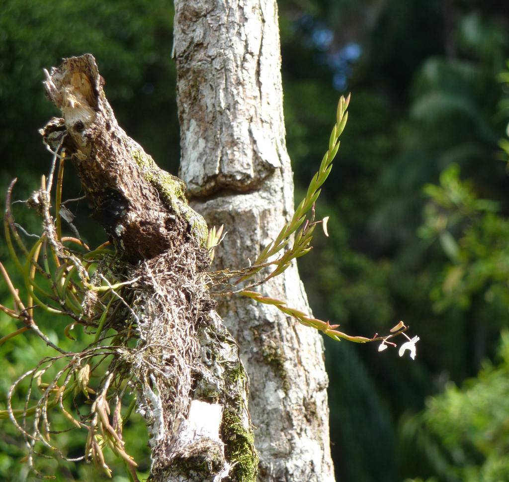 Dendrobium flexile Ridl.