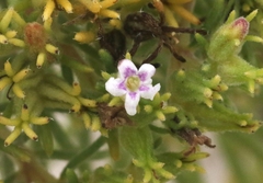 Nama carnosa