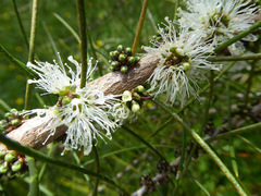 Melaleuca teretifolia