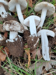 Amanita calyptratoides