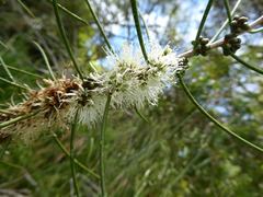 Melaleuca teretifolia