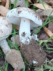 Amanita calyptratoides