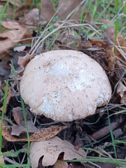 Amanita calyptratoides