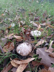 Amanita calyptratoides