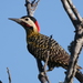 Colaptes melanochloros - Photo (c) Gustavo Fernando Durán, μερικά δικαιώματα διατηρούνται (CC BY-NC-SA), uploaded by Gustavo Fernando Durán