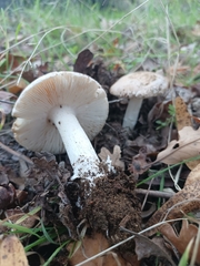 Amanita calyptratoides