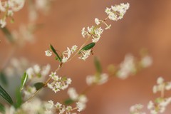 Trymalium angustifolium