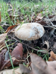 Amanita calyptratoides