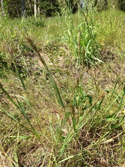 Bromus maritimus