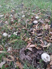Amanita calyptratoides