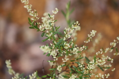 Trymalium angustifolium