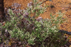 Trymalium angustifolium
