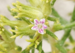 Nama carnosa