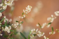 Trymalium angustifolium