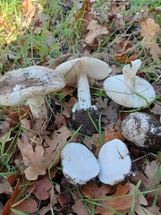 Amanita calyptratoides