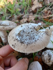 Amanita calyptratoides