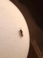 Pteromalus