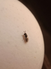 Pteromalus