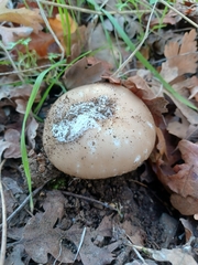 Amanita calyptratoides