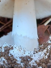 Amanita calyptratoides