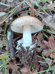Amanita calyptratoides