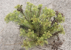 Nama carnosa