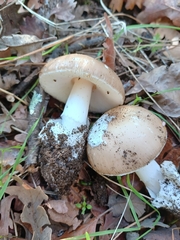 Amanita calyptratoides