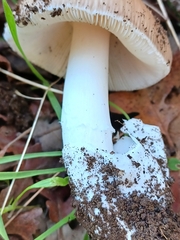 Amanita calyptratoides