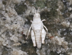 Cibolacris samalayucae