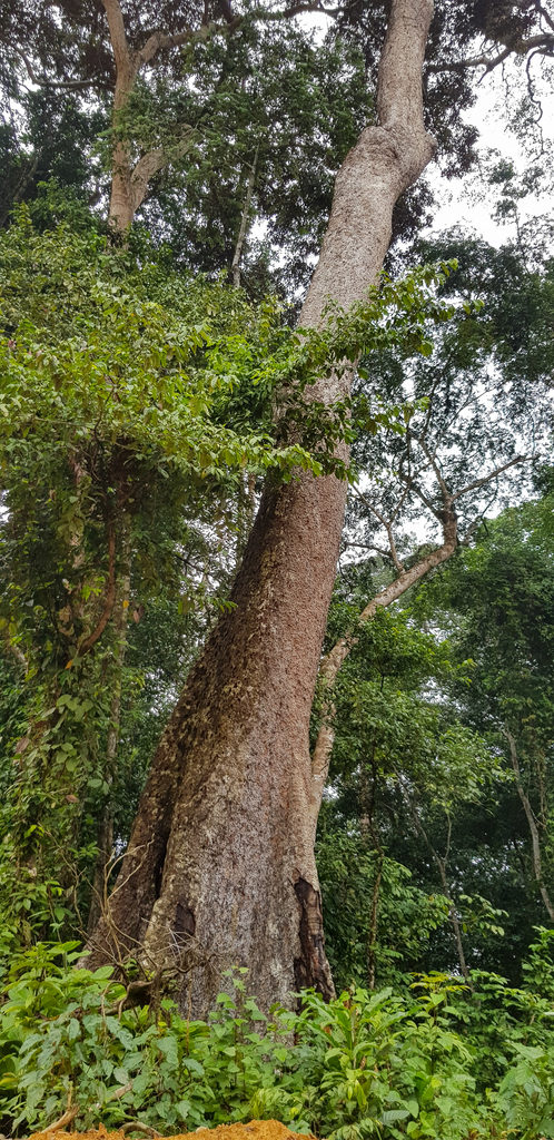 Guibourtia tessmannii (Bubinga)