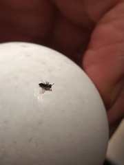 Pteromalus