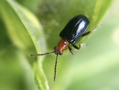 Neolema dorsalis