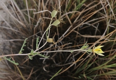 Mentzelia procera